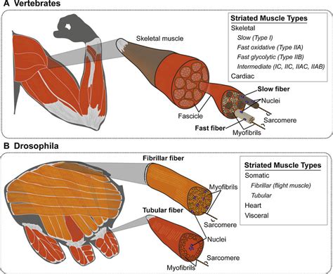 Striated Muscle Structure In Vertebrates And Drosophila A Diagram Of