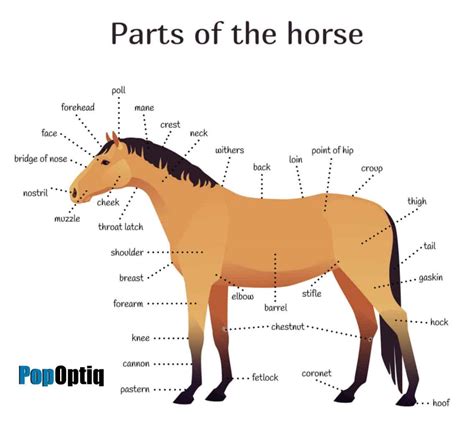 24 Types Of Horses Chart And Anatomy Illustration