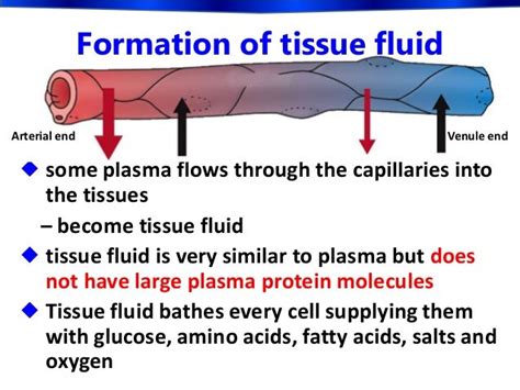 Biology Form 5 Chapter 1 14 The Lymphatic System