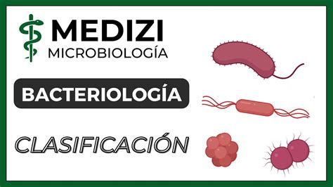 Microbiolog A Bacteriolog A Clasificaci N Bacteriana Youtube