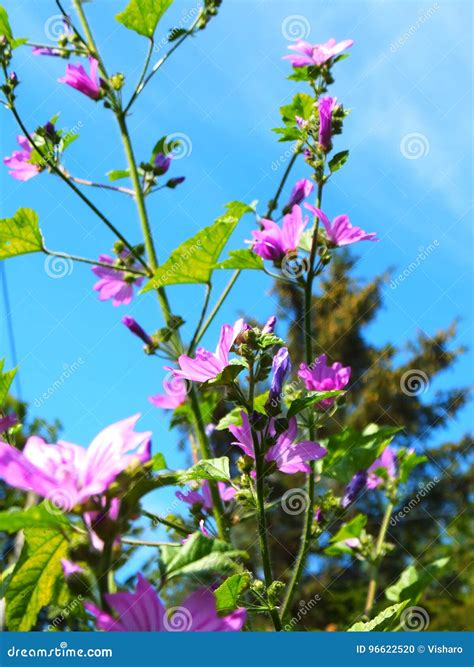 Common Mallow Stock Photo Image Of Common Buttonweed 96622520