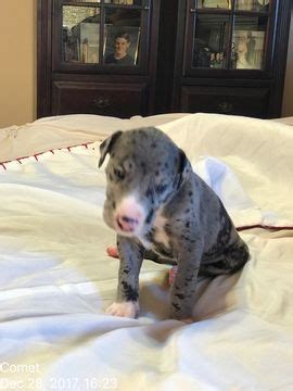 * = up to date shots and vaccinations. Litter of 8 Great Dane puppies for sale in SCOTTSDALE, AZ ...