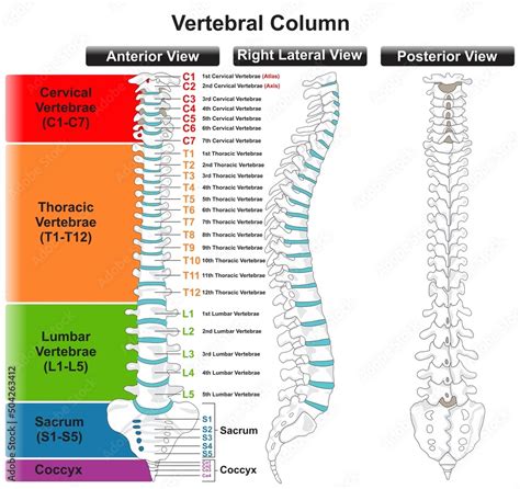 Vertebral Column Anatomy Infographic Diagram For Medical Science