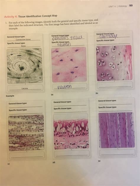 Activity 4 Tissue Identification Concept Map American Map