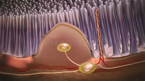 Medical Poster Lymphatic Flow On The Face And Neck Of A Person Vector