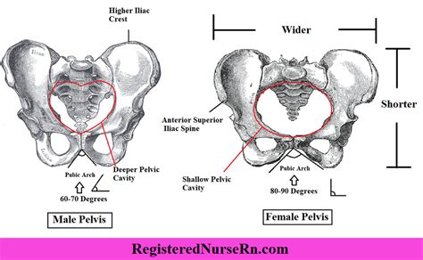 An Image Of The Anatomy Of The Human Skull And Its Surrounding Parts