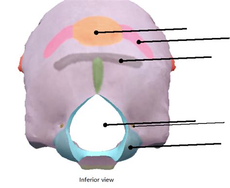 Occipital Bone Diagram Quizlet