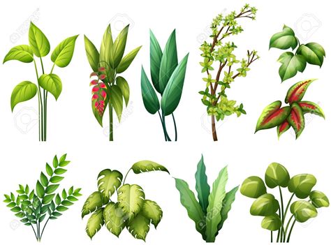 Resultado De Imagen Para Plantas Plants Plant Vector Vector Art