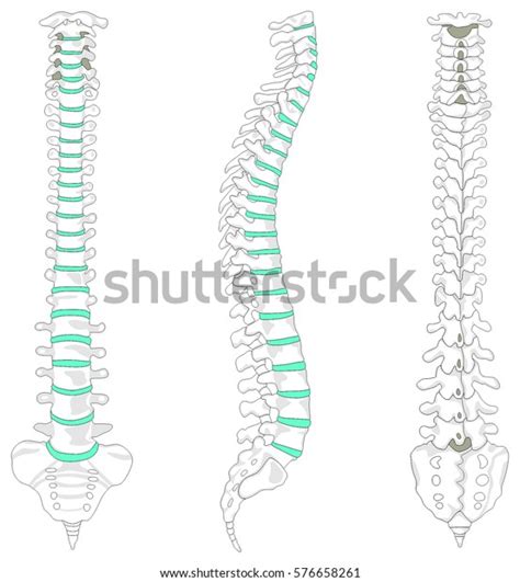 Vertebral Column Spine Structure Human Body Stock Illustration 576658261