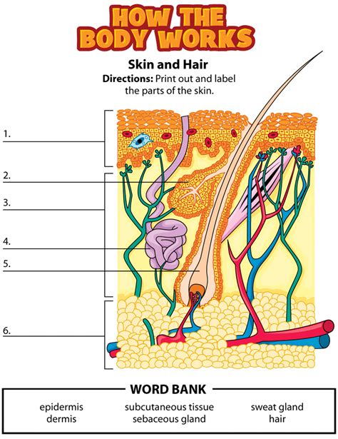 Label Parts Of Skin Human Body Lesson Skin Anatomy Human Body