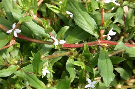 Doveweed Vs Buttonweed Identification Walter Reeves The Georgia