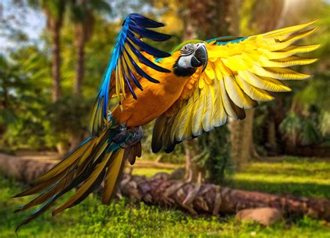 4k Parrot Wallpapers Wallpaper Cave