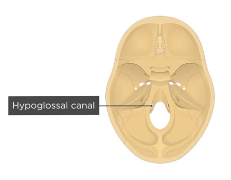 Occipital Bone Labeled Anatomy And Landmarks Getbodysmart