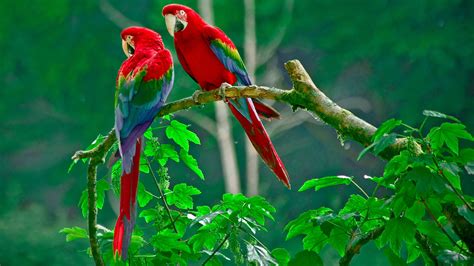 Parrot Wallpapers Wallpaper Cave