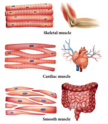 Differentiate Striated Muscles Non Striated Muscles And Cardiac Muscles