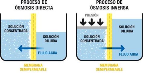 Ósmosis¿qué Es Cómo Funciona Y Para Qué Sirve