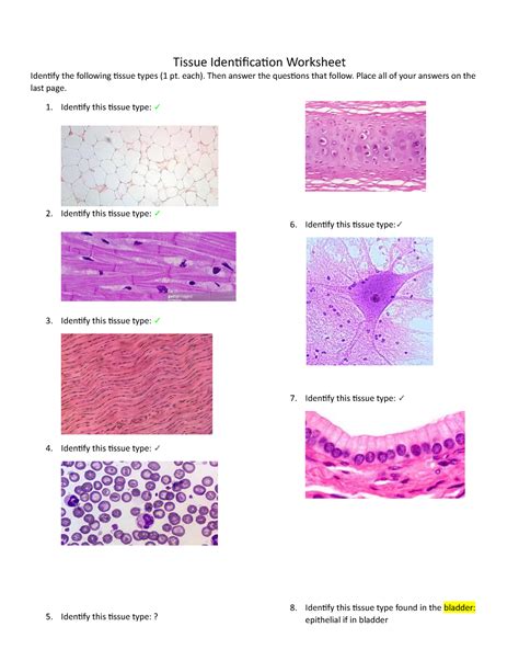 Tissues Anatomy Practice Quizzes