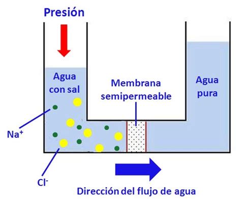 La ósmosis De La Preparación De Pepinillos A La Desalación Del Agua De