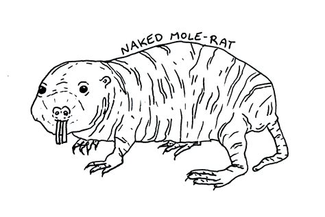 Naked Mole Rat The Lumberjack