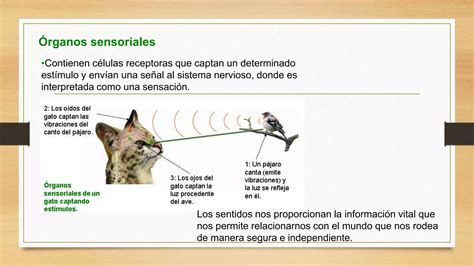 Los órganos De Los Sentidos Ppt