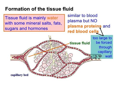 Chapter 8 Transport In Humans Lesson 2 Types Of Blood Vessels