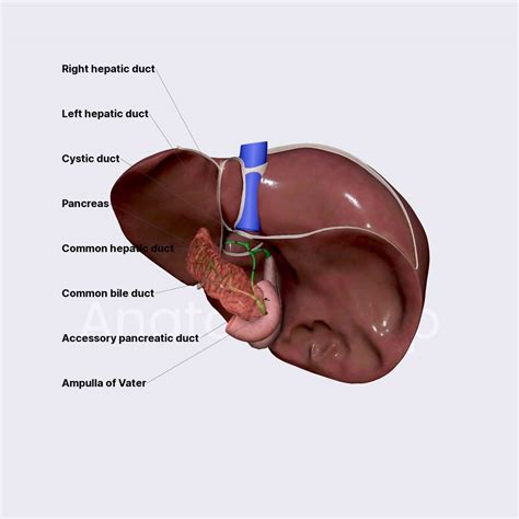 Extrahepatic Biliary Tree Biliary System Abdomen Anatomy App