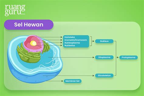 Struktur Sel Tumbuhan And Hewan Beserta Fungsinya Biologi Kelas 11