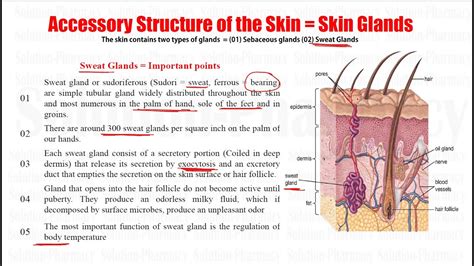 Human Anatomy And Physiology 51 Accessory Structure Of Skin Glands