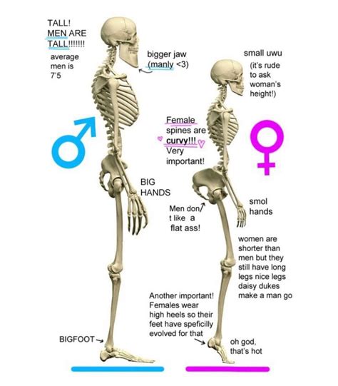 Pelvis Male Vs Female