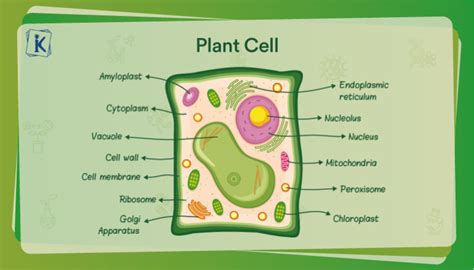 Functions Of Plant Cell Parts