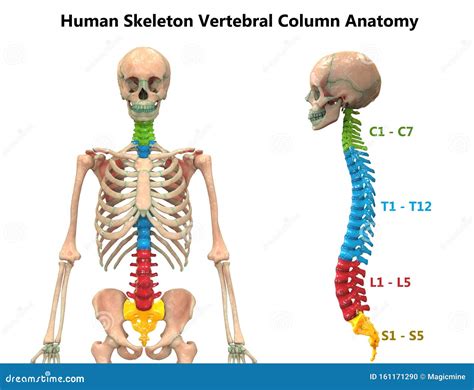 Vertebral Column Of Human Skeleton System Anatomy Anterior And Lateral