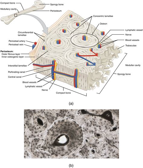 Labeled Diagram Of Compact Bone Bone Cross Section And Isola