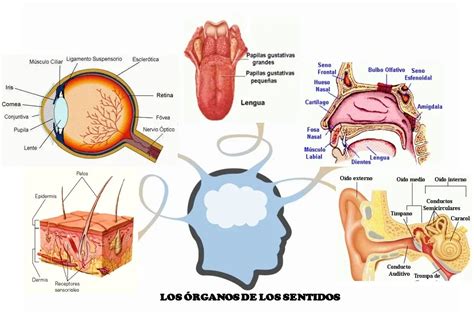 Los órganos De Los Sentidos