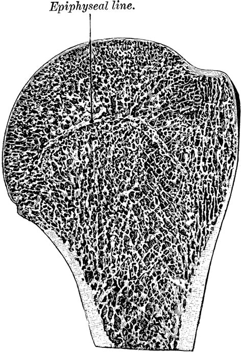 Cross Section Of A Long Bone Humerus Flashcards Bones Functions