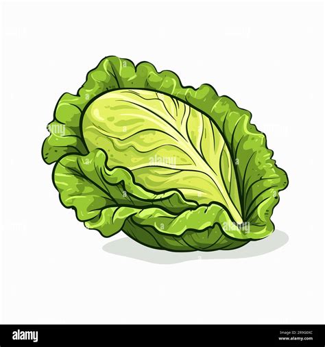 Lechuga Lechuga Dibujado A Mano Ilustración Vector Doodle Estilo