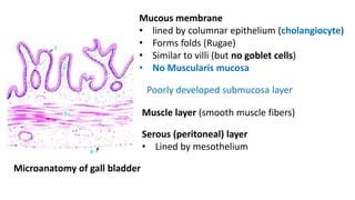 Gross Anatomy And Histology Of Extrahepatic Biliary Apparatus PPT