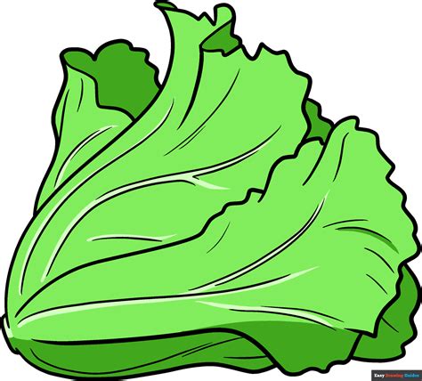 How To Draw Lettuce Really Easy Drawing Tutorial