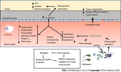 Sepsis Pathophysiology Diagram