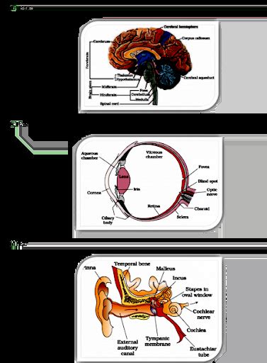 Draw Labelled Diagrams Of The Following A Neuron B Brain C Eye