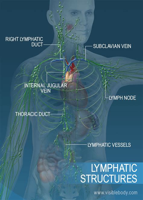 Activity For Lymphatic System