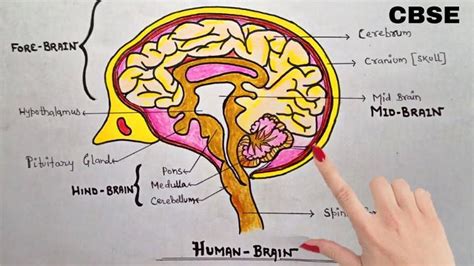 20 Easy Brain Drawing Ideas How To Draw A Brain Blitsy