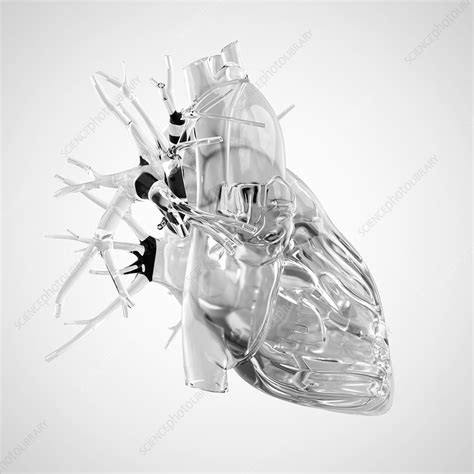 Human Heart Rendered In Glass Stock Image F0156845 Science Photo