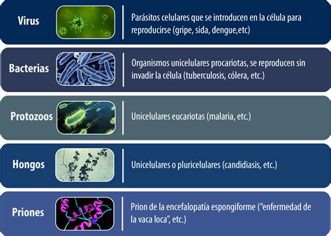 Unidad Did Ctica Generalidades De Microbiolog A Y Parasitolog A