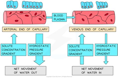 Aqa A Level Biology复习笔记357 Capillaries And Tissue Fluid 翰林国际教育