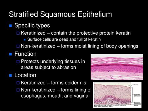 Stratified Squamous Epithelium Location