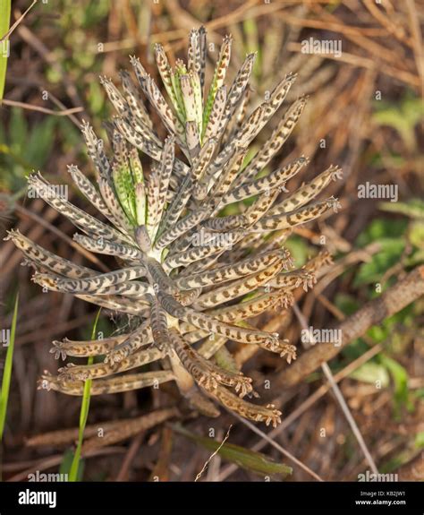 Australian Weeds Hi Res Stock Photography And Images Alamy