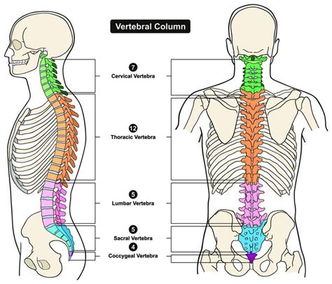 Transitional Vertebrae In The Spine Spine Info