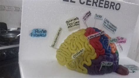 Maqueta Cerebro Youtube