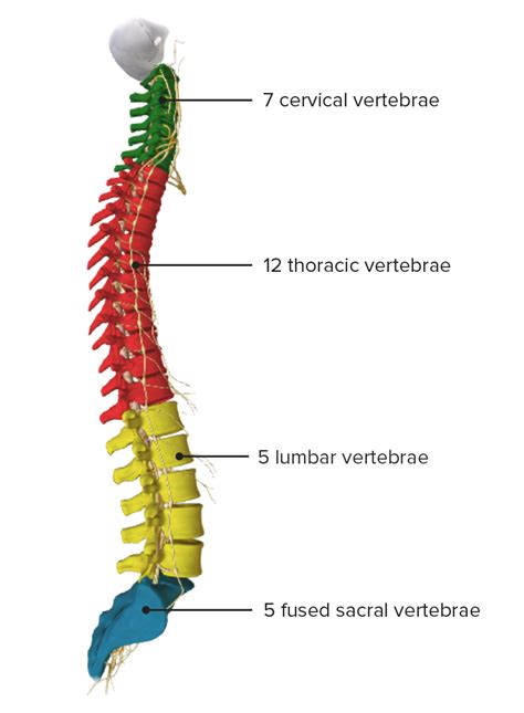 Vertebral Column Anatomy Concise Medical Knowledge