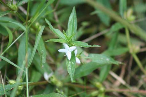 Buttonweed Diodia Virginiana One Of Two Common Buttonwee Flickr